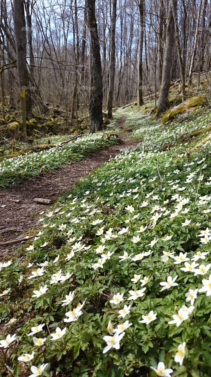 Springflowers in swedish forest