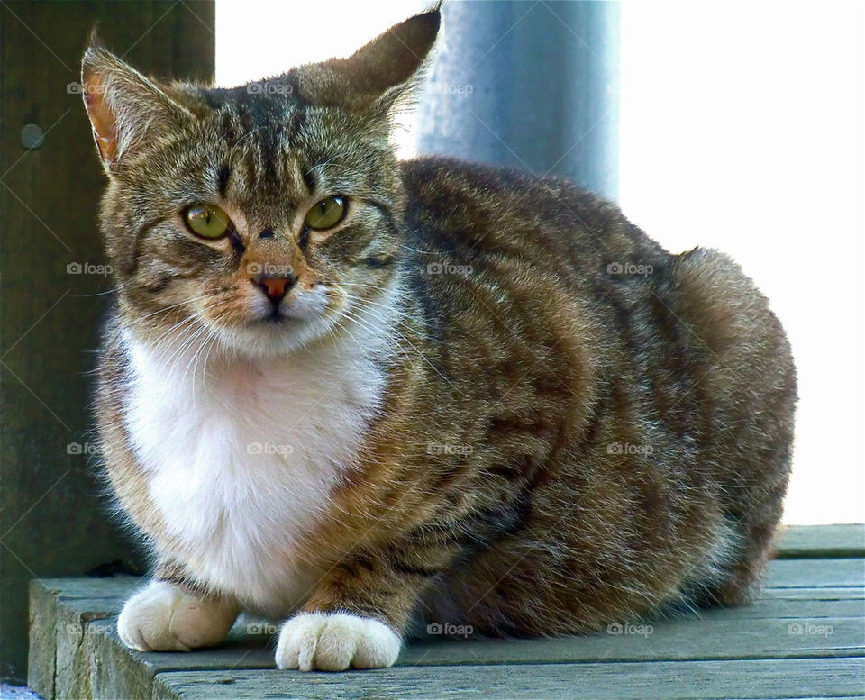 Grannens katt på min trapp