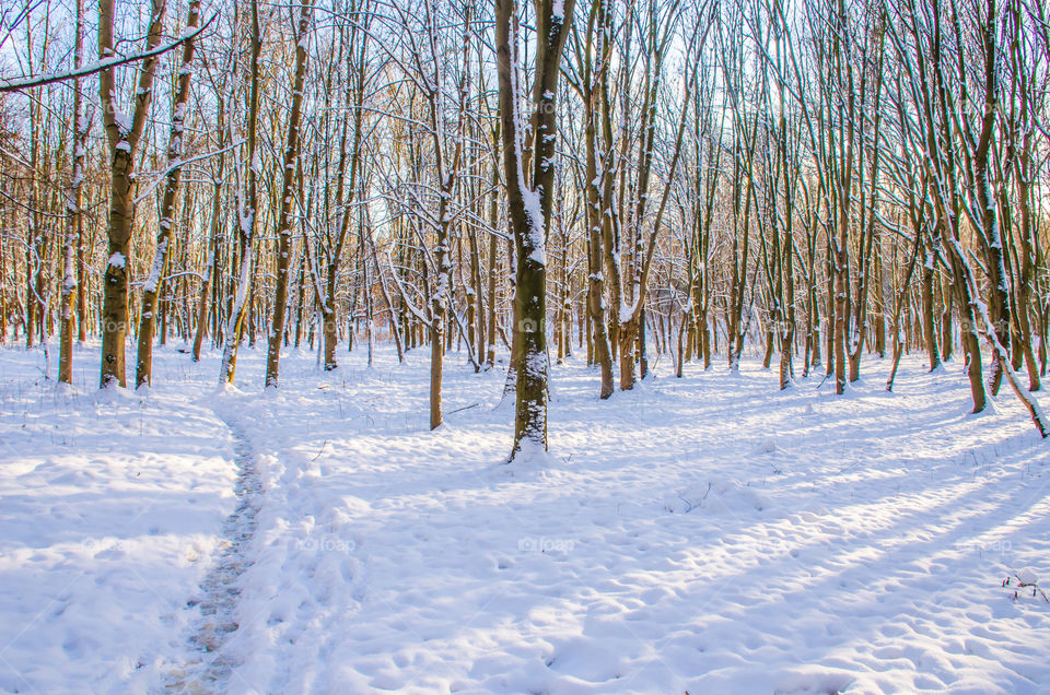 winter landscape