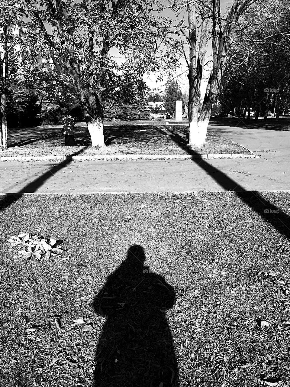 shadows on a sunny day