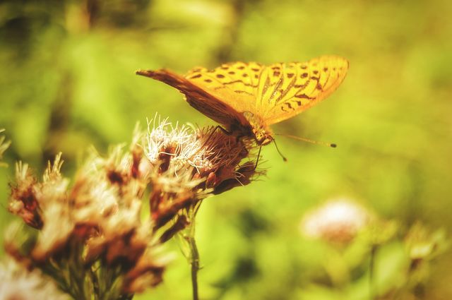 A butterfly.