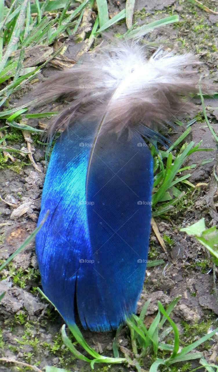 Peace k's feather