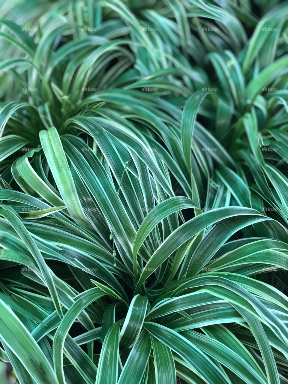 Beautiful green long leaf background 