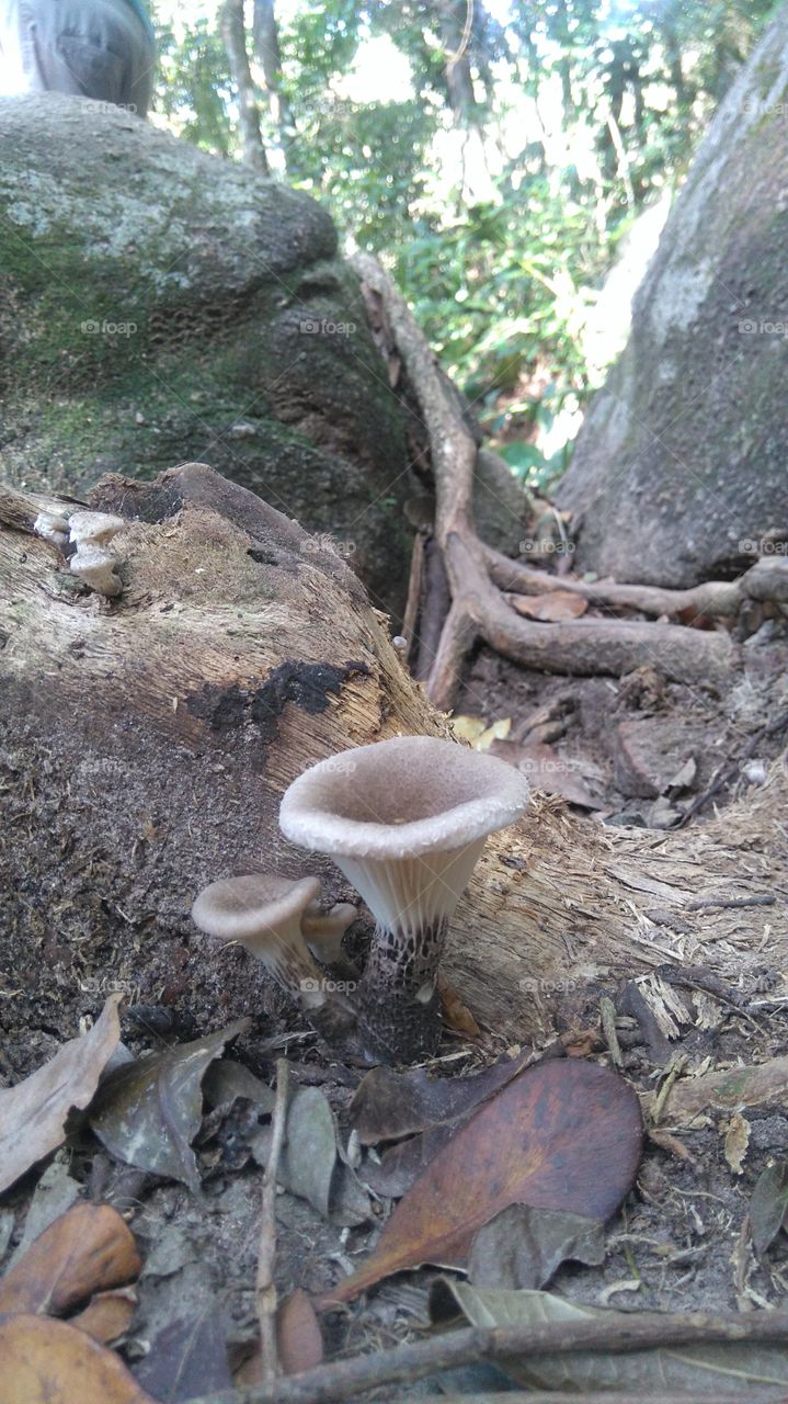 Florianópolis, SC, Brasil