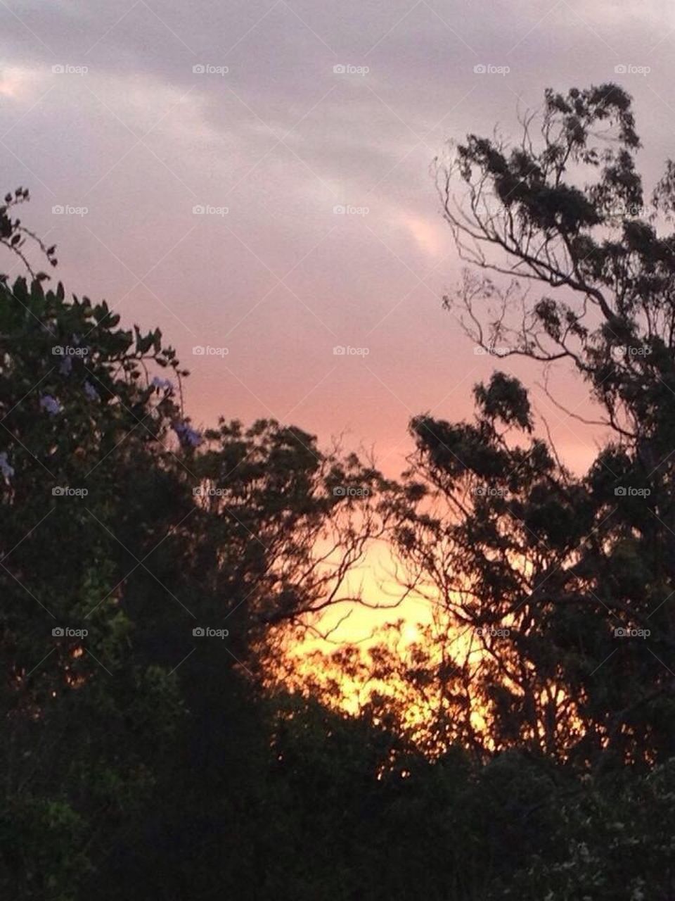 Sunset through the trees 