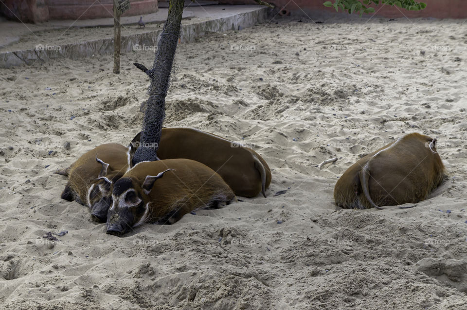 Several bushpigs sleeping in sand