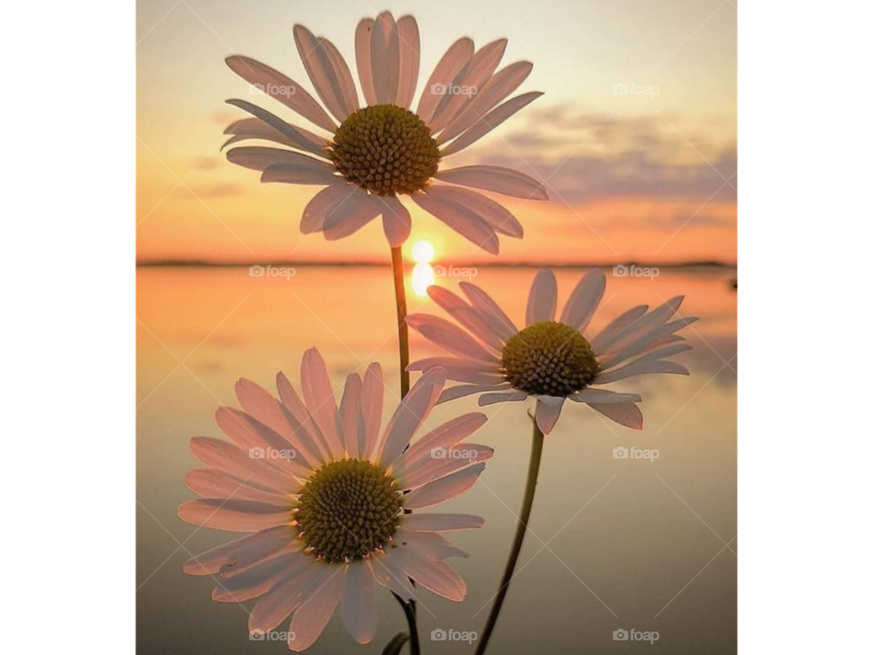 Ромашки и красивый закат