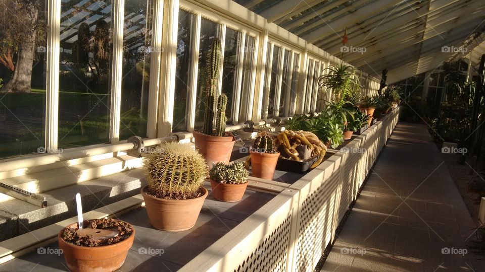 Plants in jars of clay