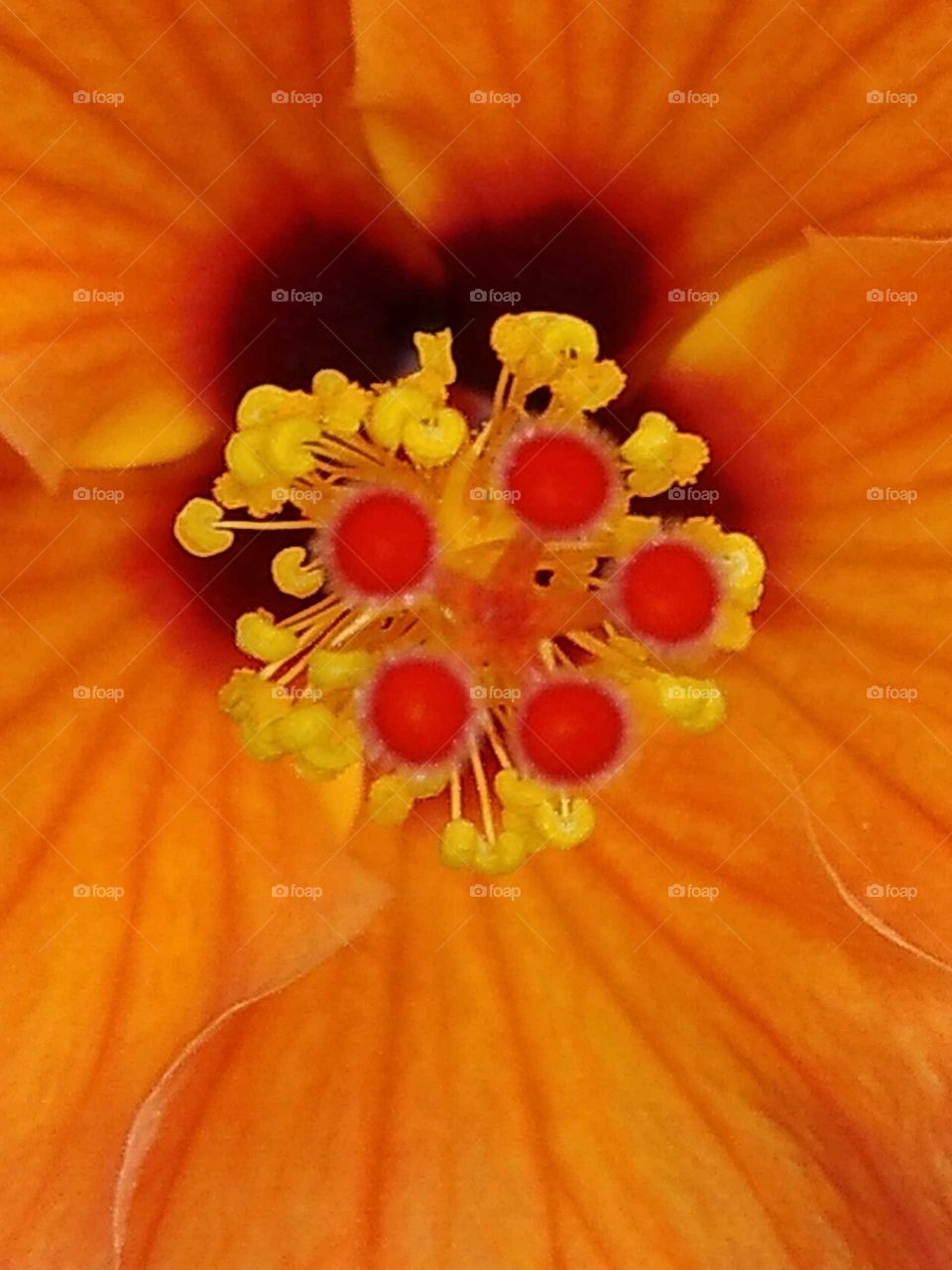stylus of the hibiscus flower in my garden
