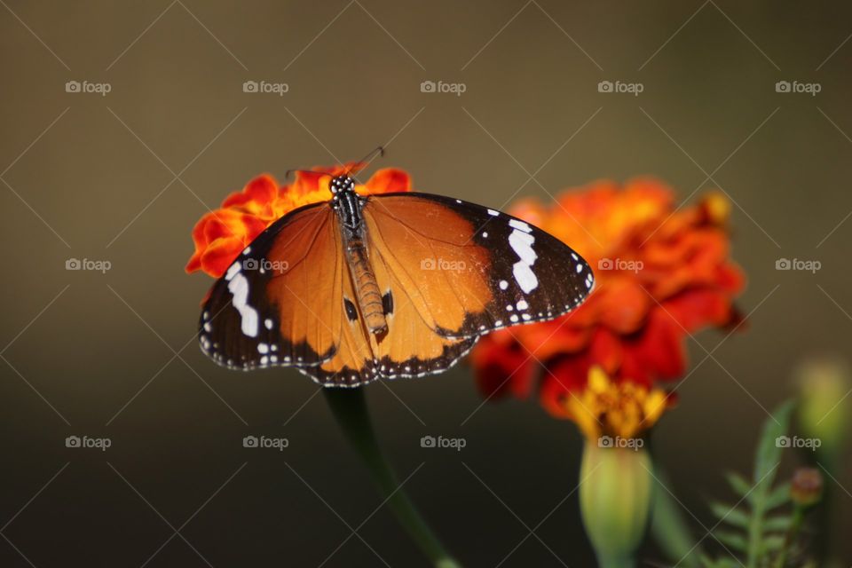 African Monarch butterfly