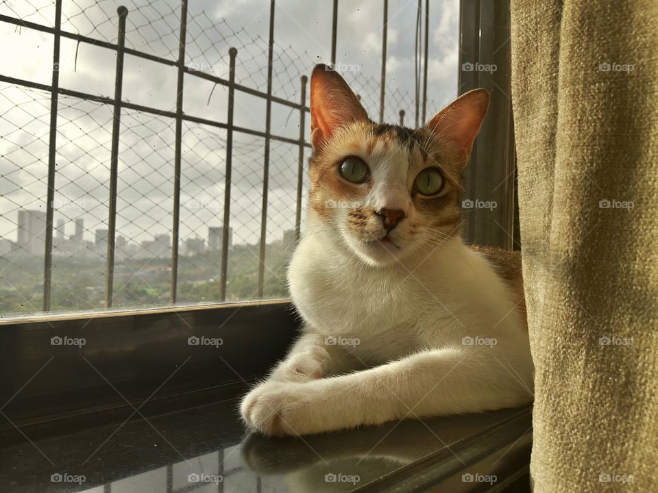 Pet, Cat, Cute, Portrait, Domestic