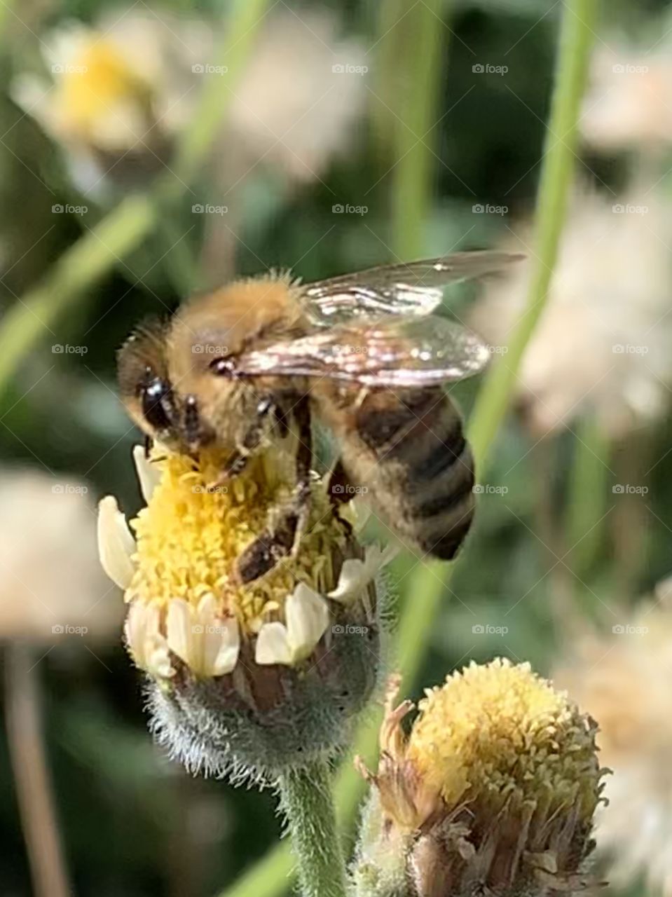Busy bee