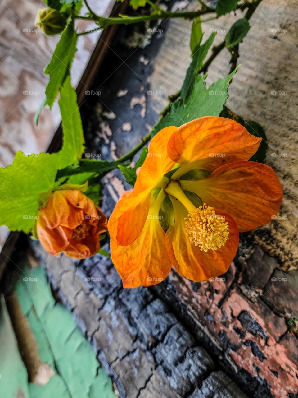 Orange and yellow hibiscus type flowers against a backdrop of a burnt abandoned building with peeling paint showing beauty arising from the decay 