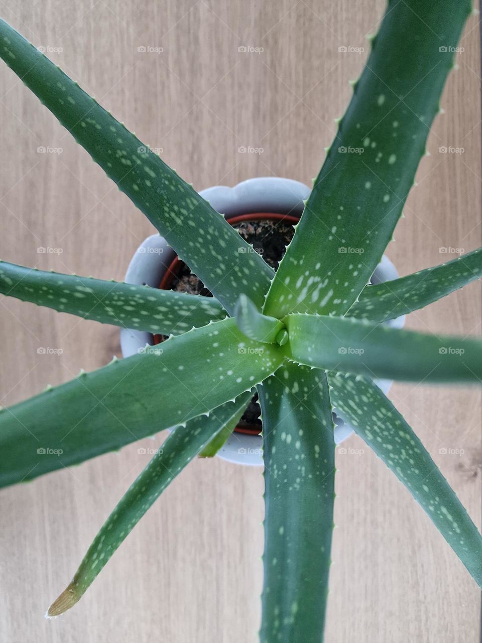 Aloe Vera