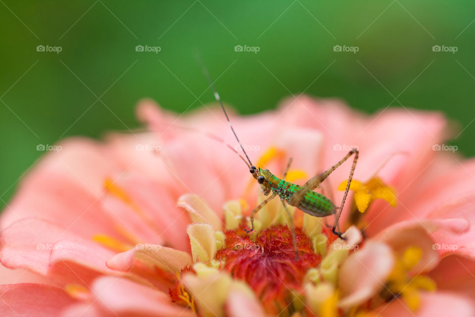 Grasshopper on a flower