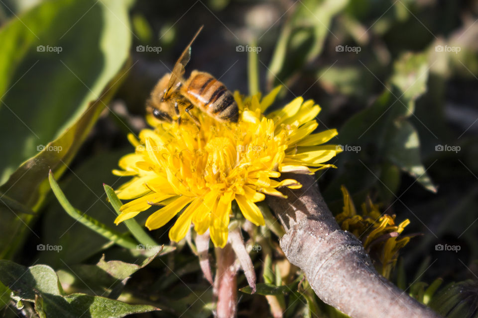 Dandelion with a bee