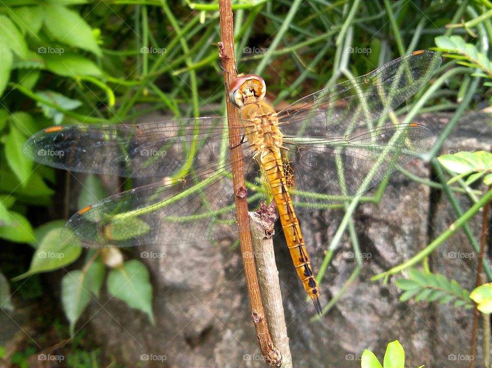 Golden dragonfly corpse.