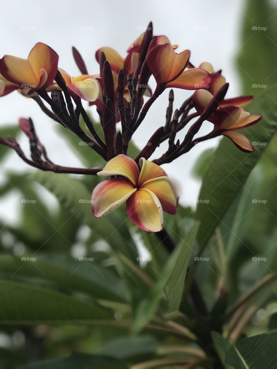 Plumeria 