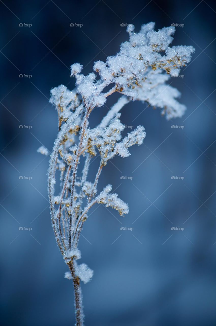 Snow  on a flower