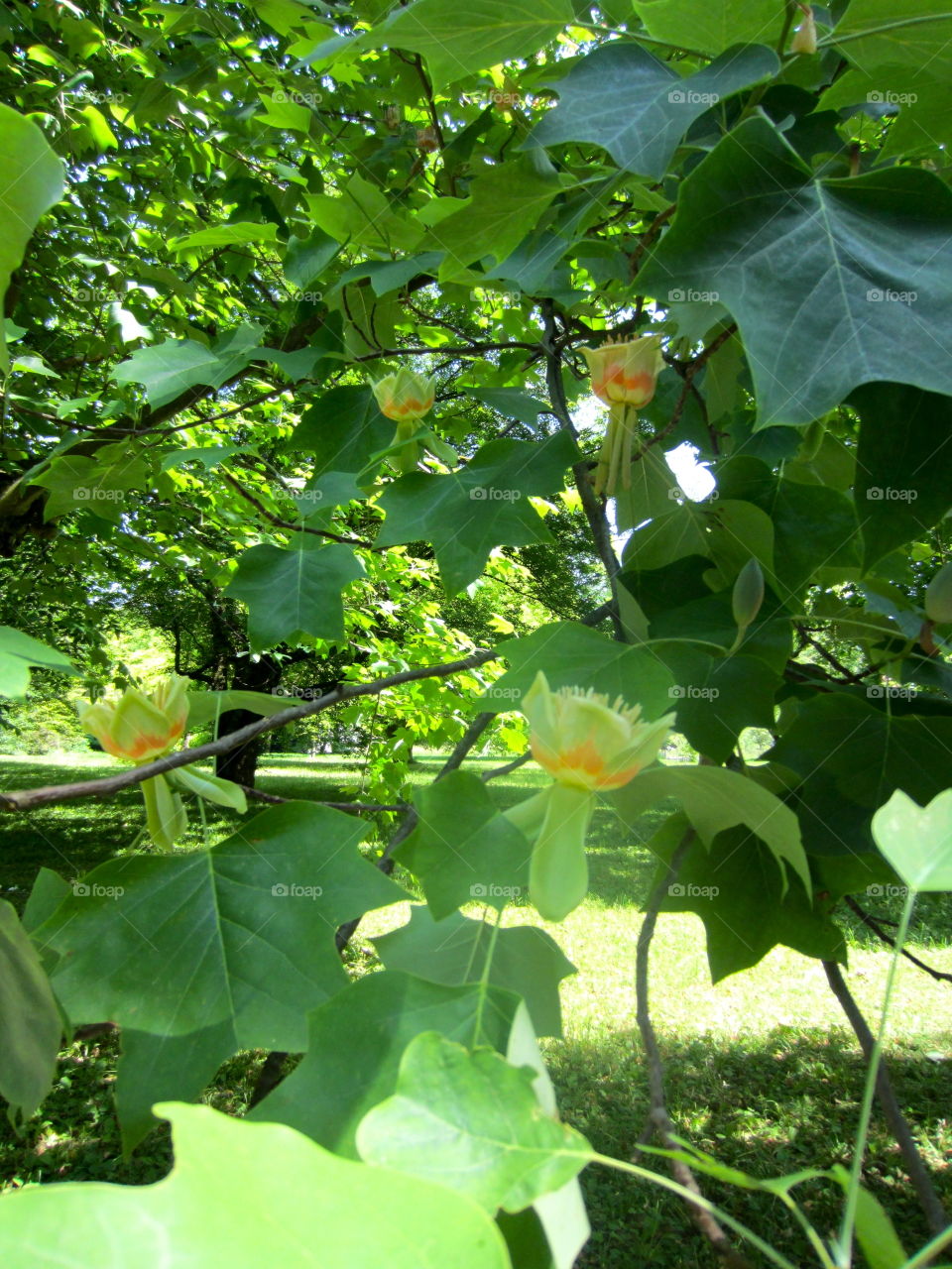 Leaf, Flora, Nature, Summer, Environment