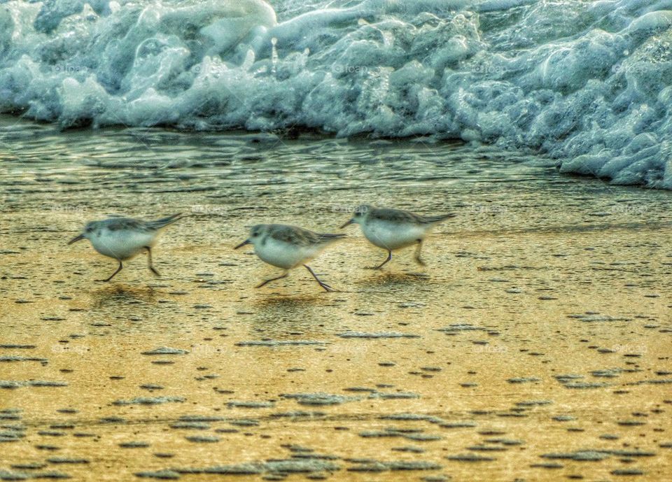 Snowy Plover