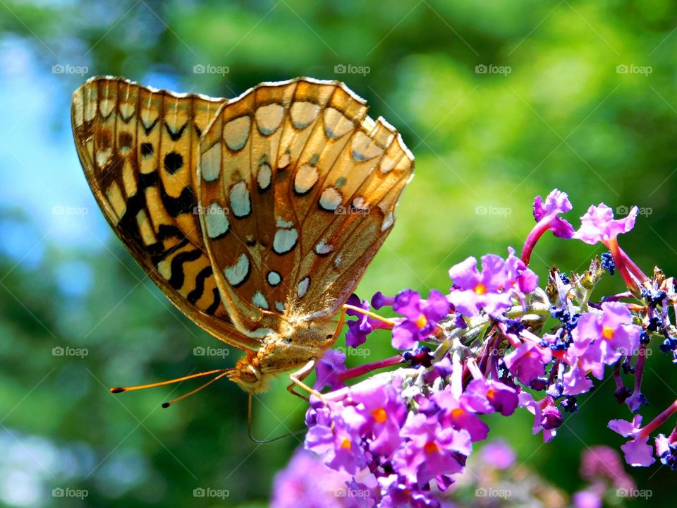 This is spring - A colorful Great Spangled Fritillary feeding on a purple lilac flower