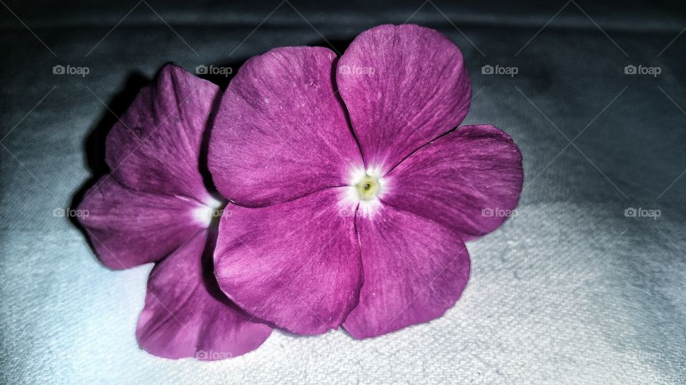 A romantic flower