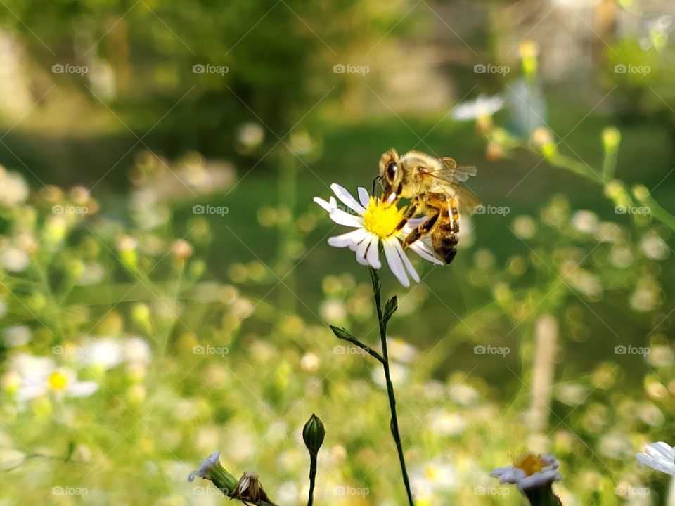 Bee pollinating a wild flower