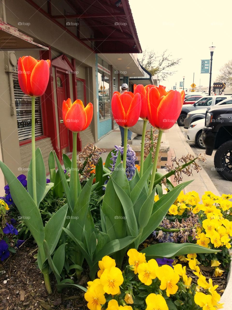 Urban Spring Flowers in Downtown Rockwall, Texas