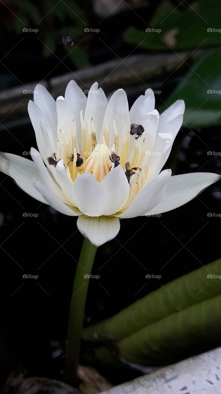lotus flower and bee