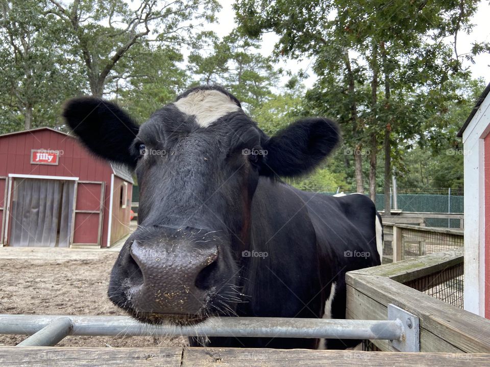 Jilly the Cow comes to the fence to moo “hello” during a visit to Cape May County Park & Zoo. Her barn is in the background. 