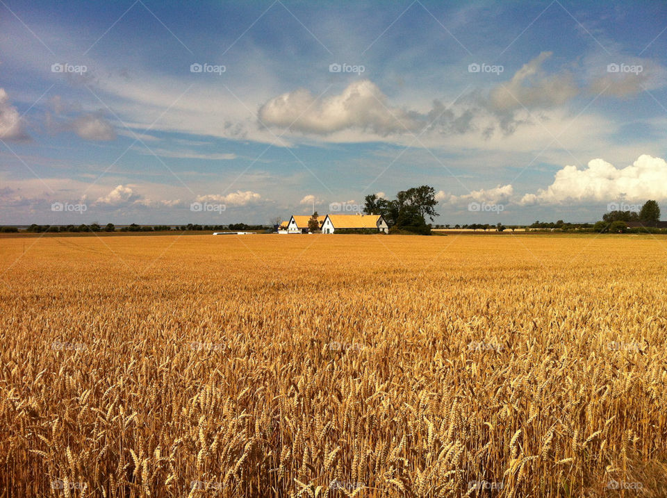 landscape sky field yellow by hookolsson