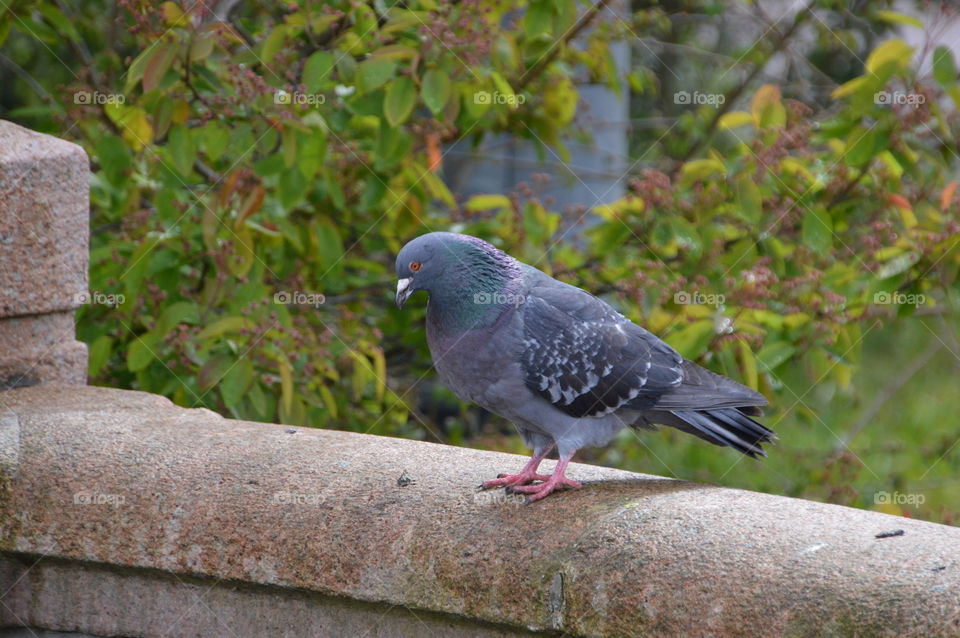 Pigeon On A Bridge