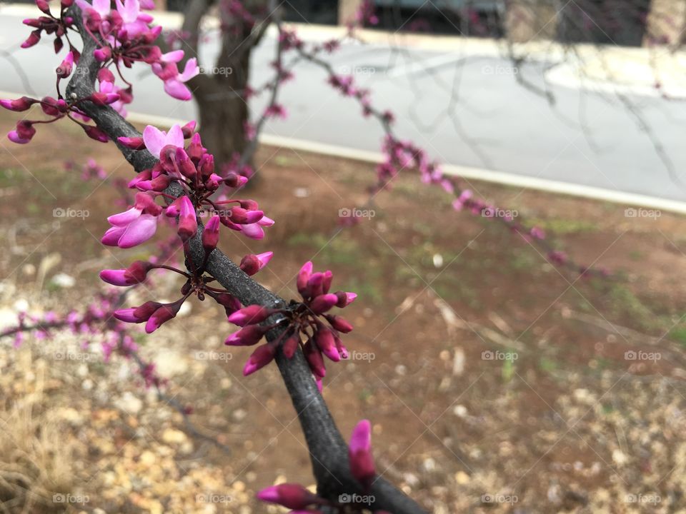 Blossom buds on limb