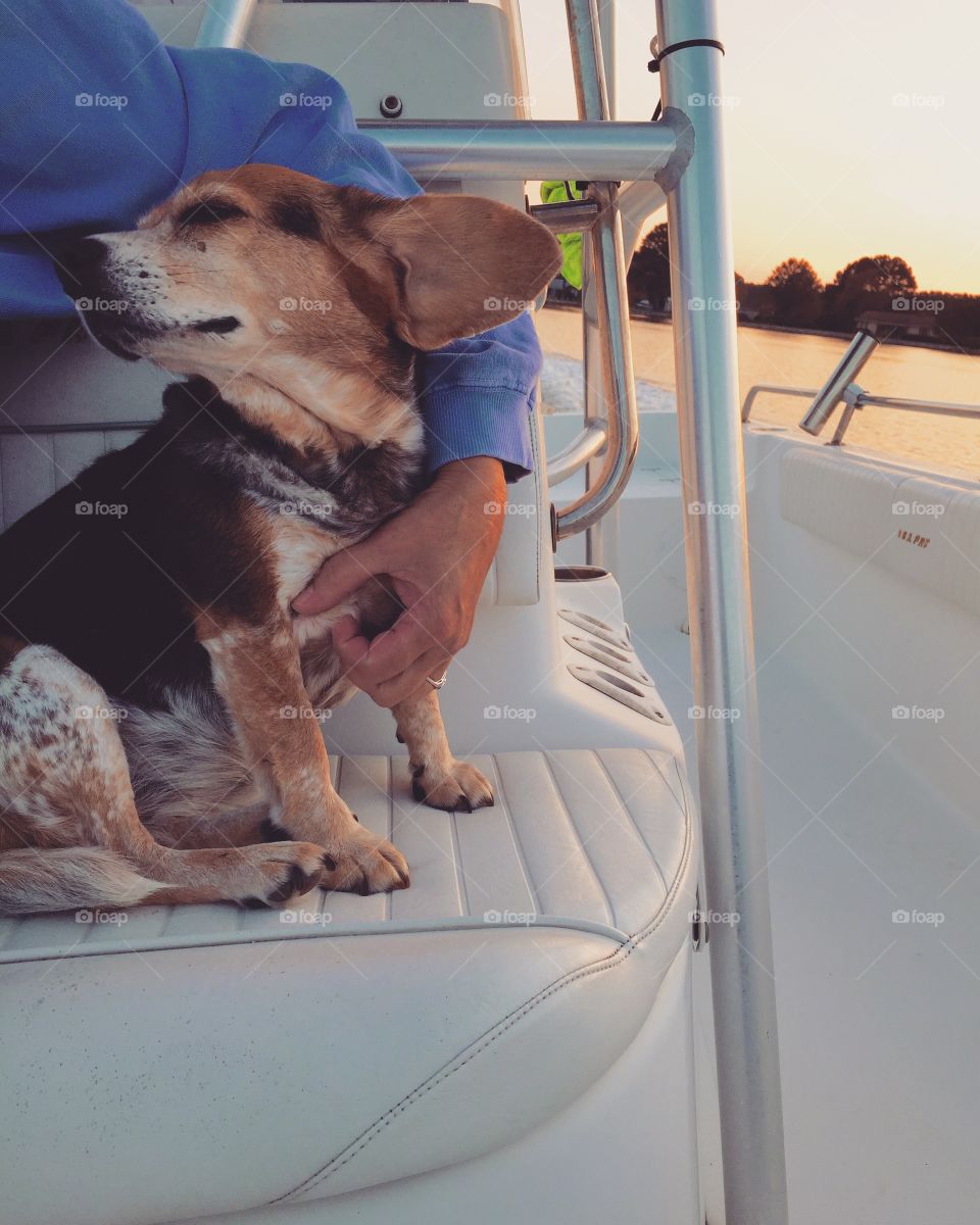 Dogs love boats
