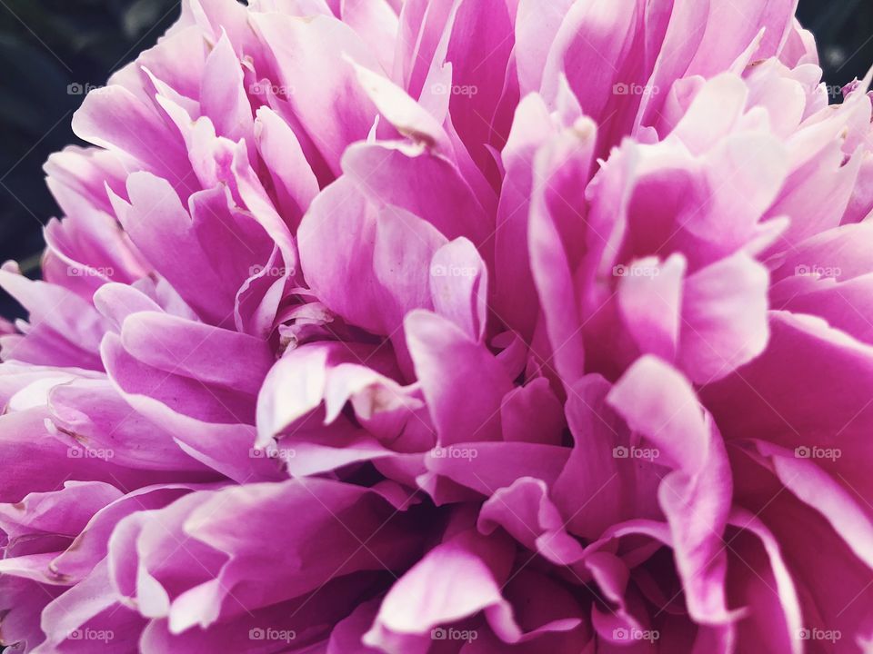 Closeup of beauty flower.Macro photo