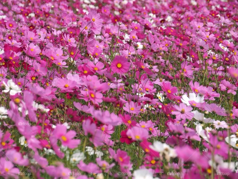 Field of Cosmos flower