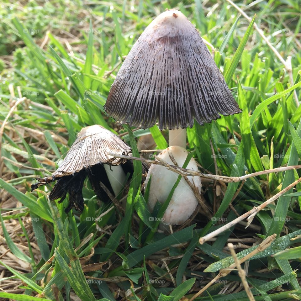 Wild mushrooms