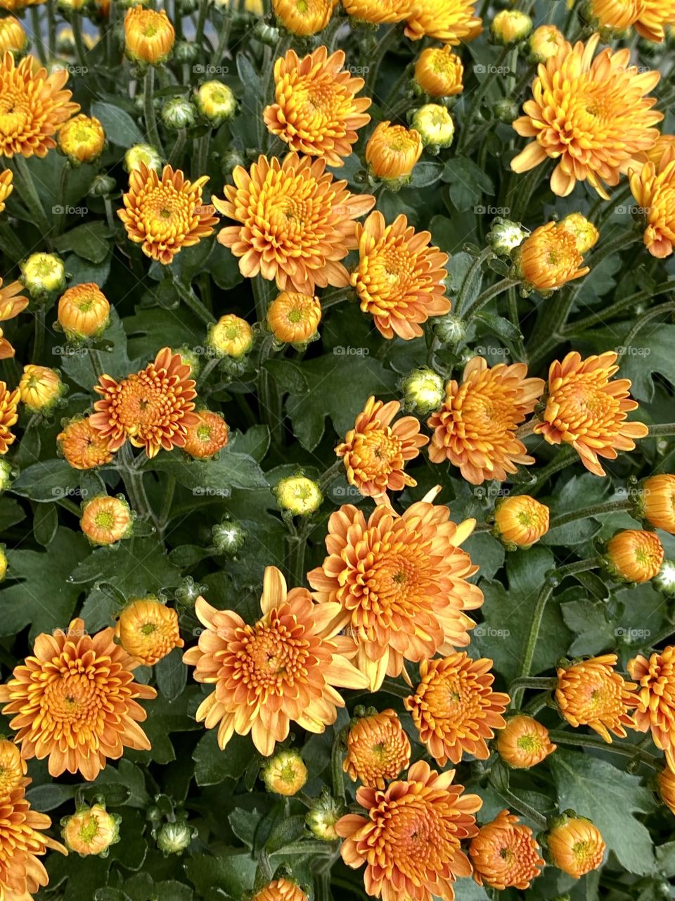 Orange flowers 