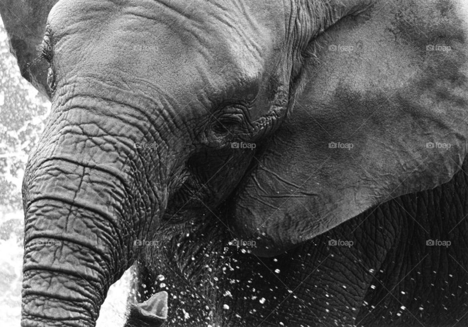 Elephant on water