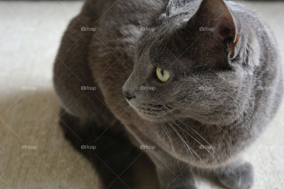 russian blue purebred cat beautiful portrait home