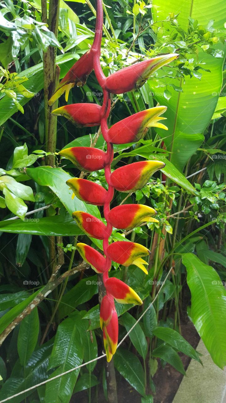 red blooms