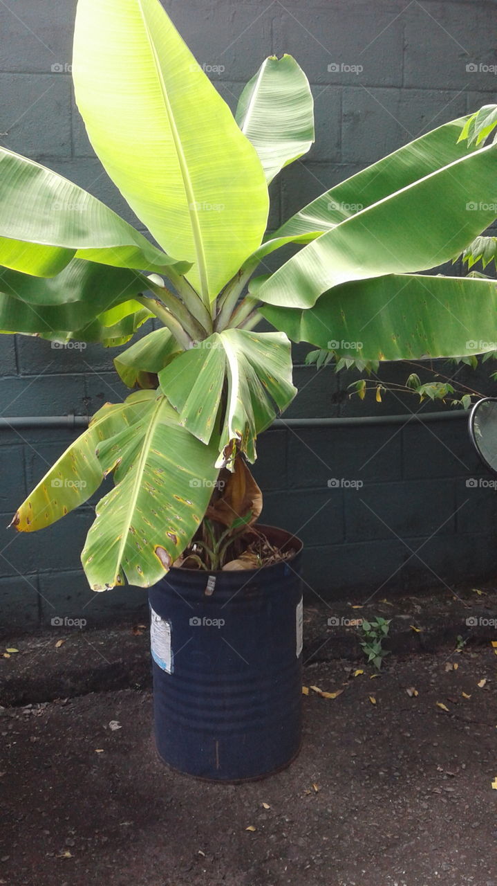 grow banana in backyard