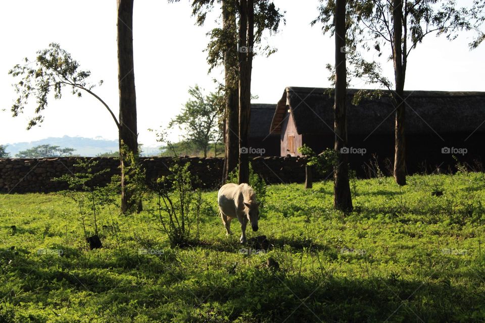 Farm in the Drakensberg. South Africa.