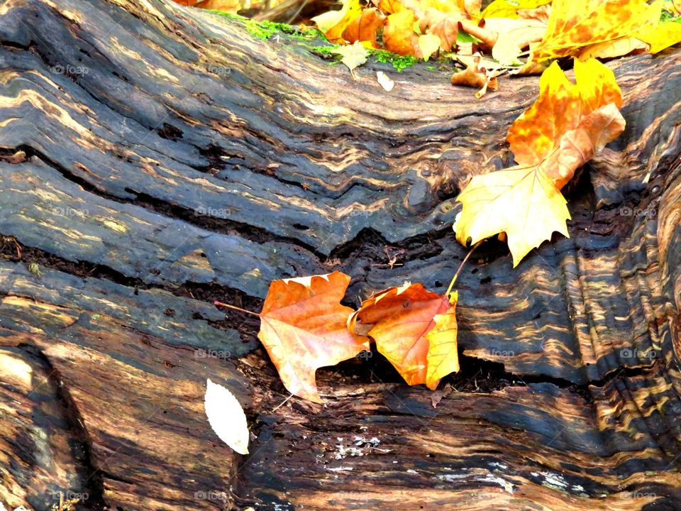 leaves on stump