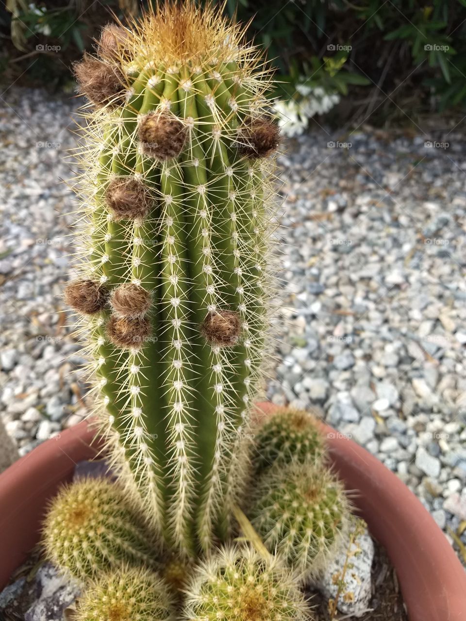prickly family