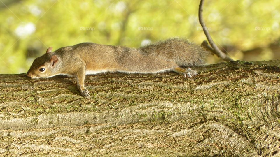 Oh, what a day! Grey squirrel on resting on tree trunk