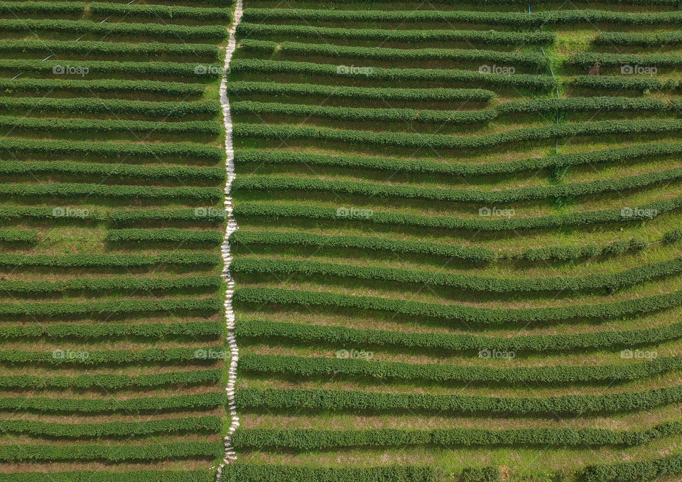 
Beautiful pattern of tea plantation in the rural village farming area on the mountain in Mae Taeng District, Chiang Mai, Northern Thailand.