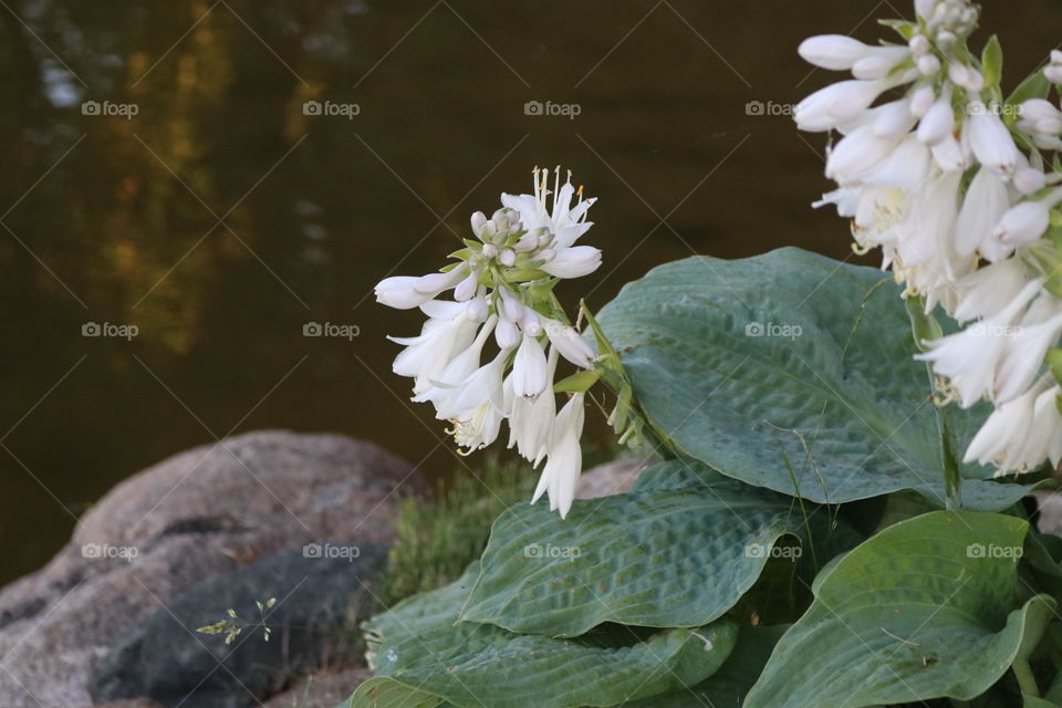 hosta