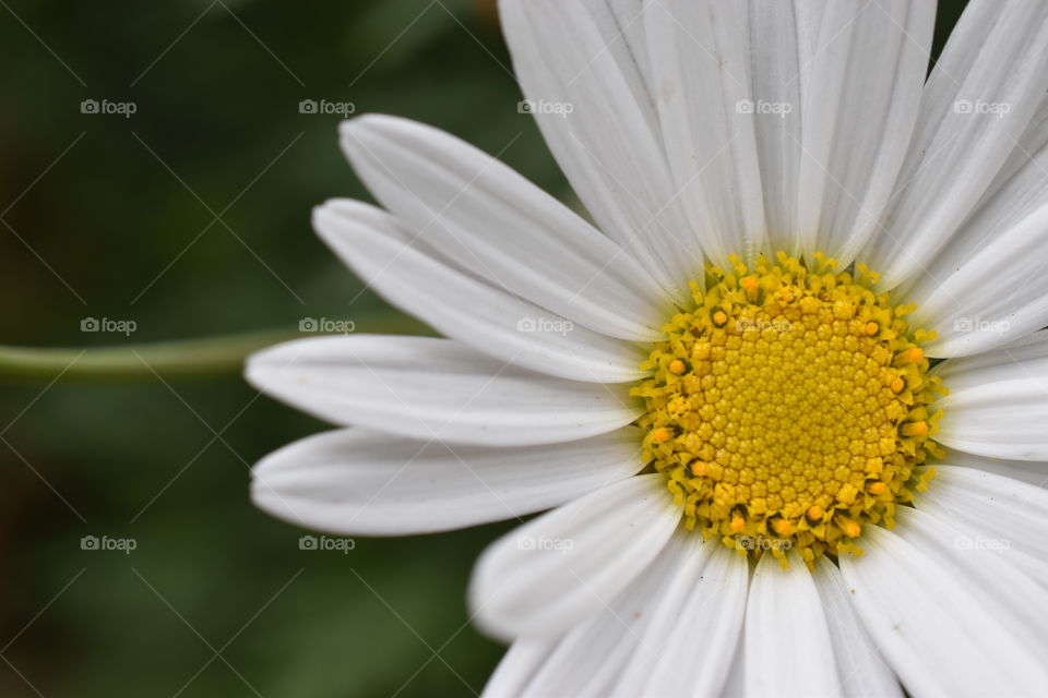 White Daisy  flower